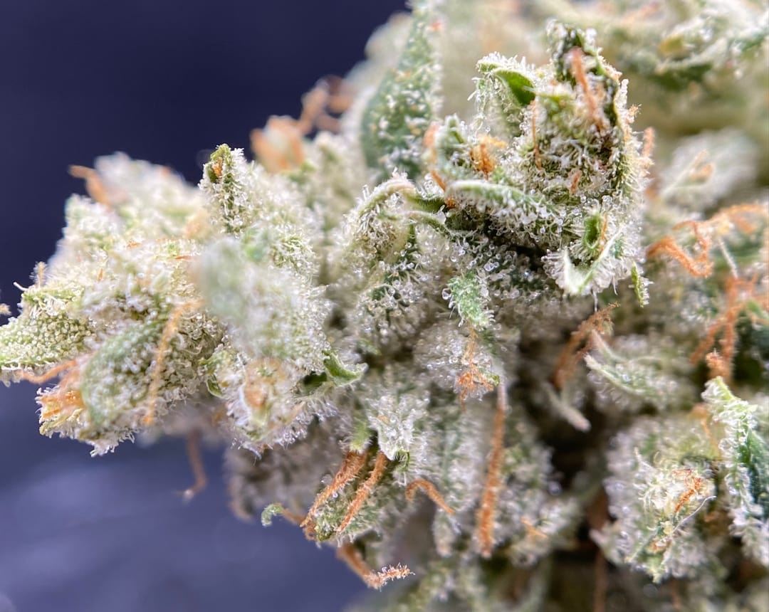 indica flowers full videos - cheryl porn frozen elsa porn