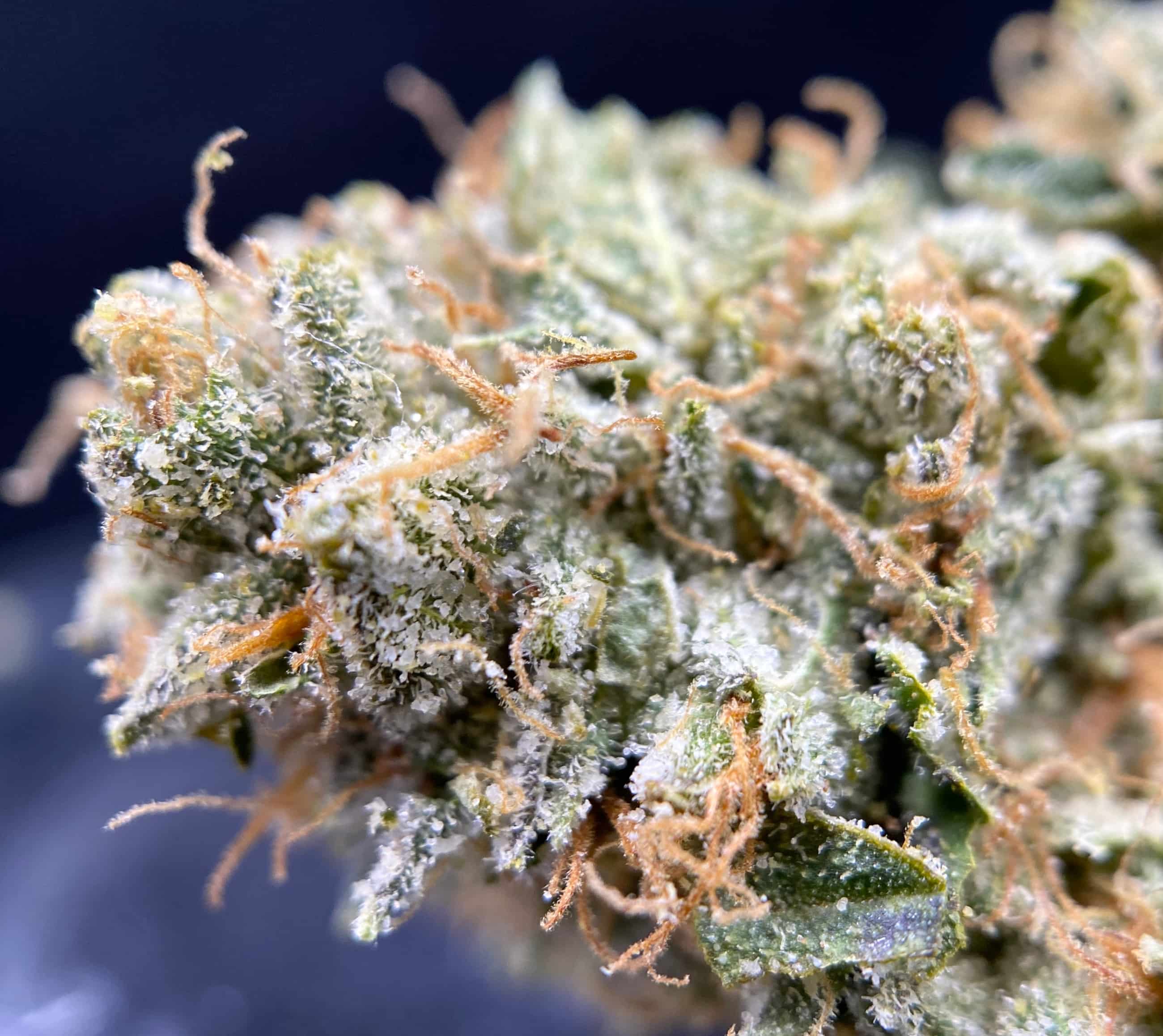 indica flowers full videos - nude european chicks fat old lady