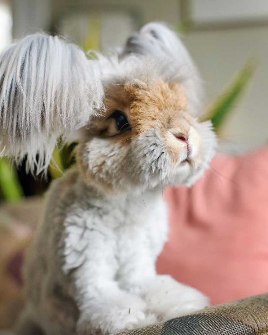 fluffy bunny porn - kaelin blake porn avtube indo