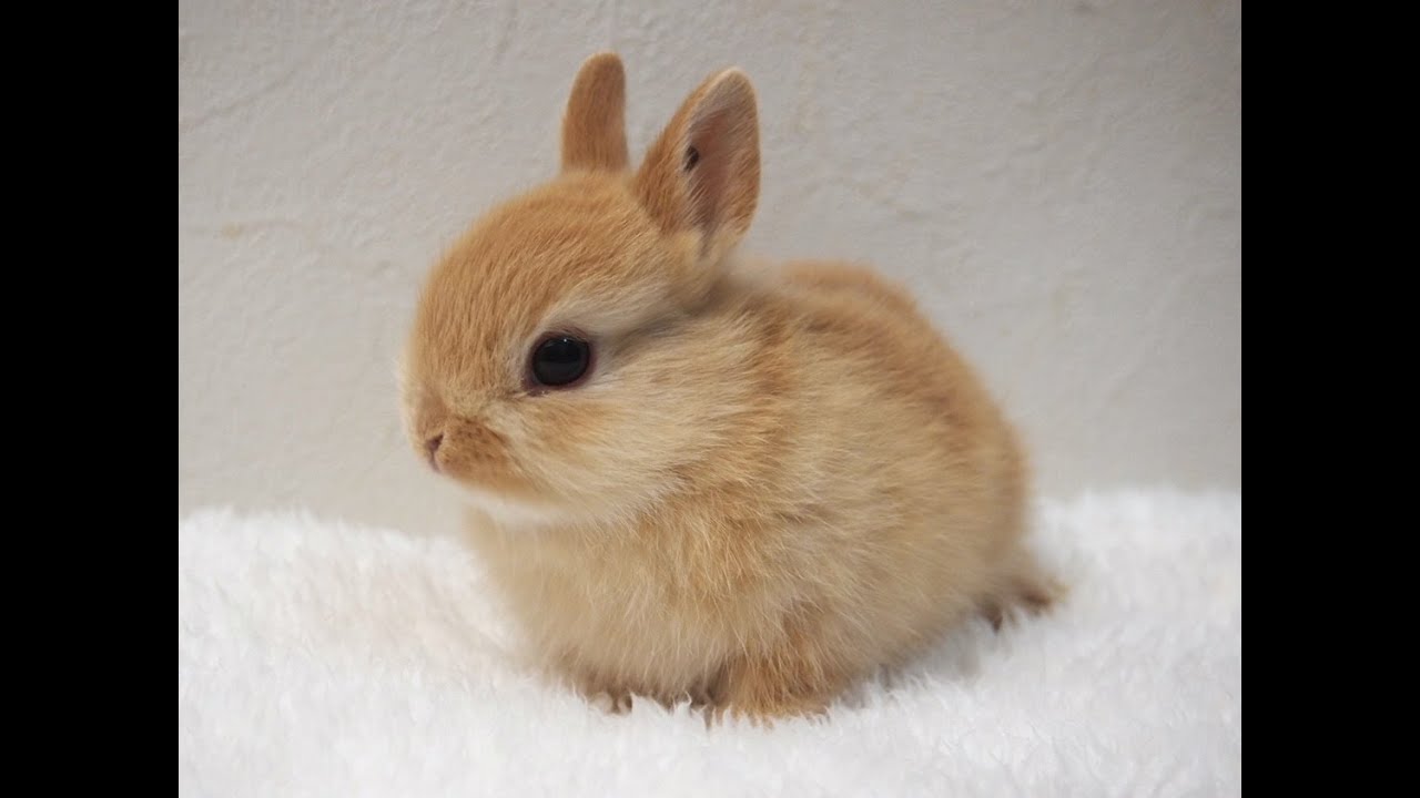 real sweet bunny - crishhh asmr porn enzada sinn