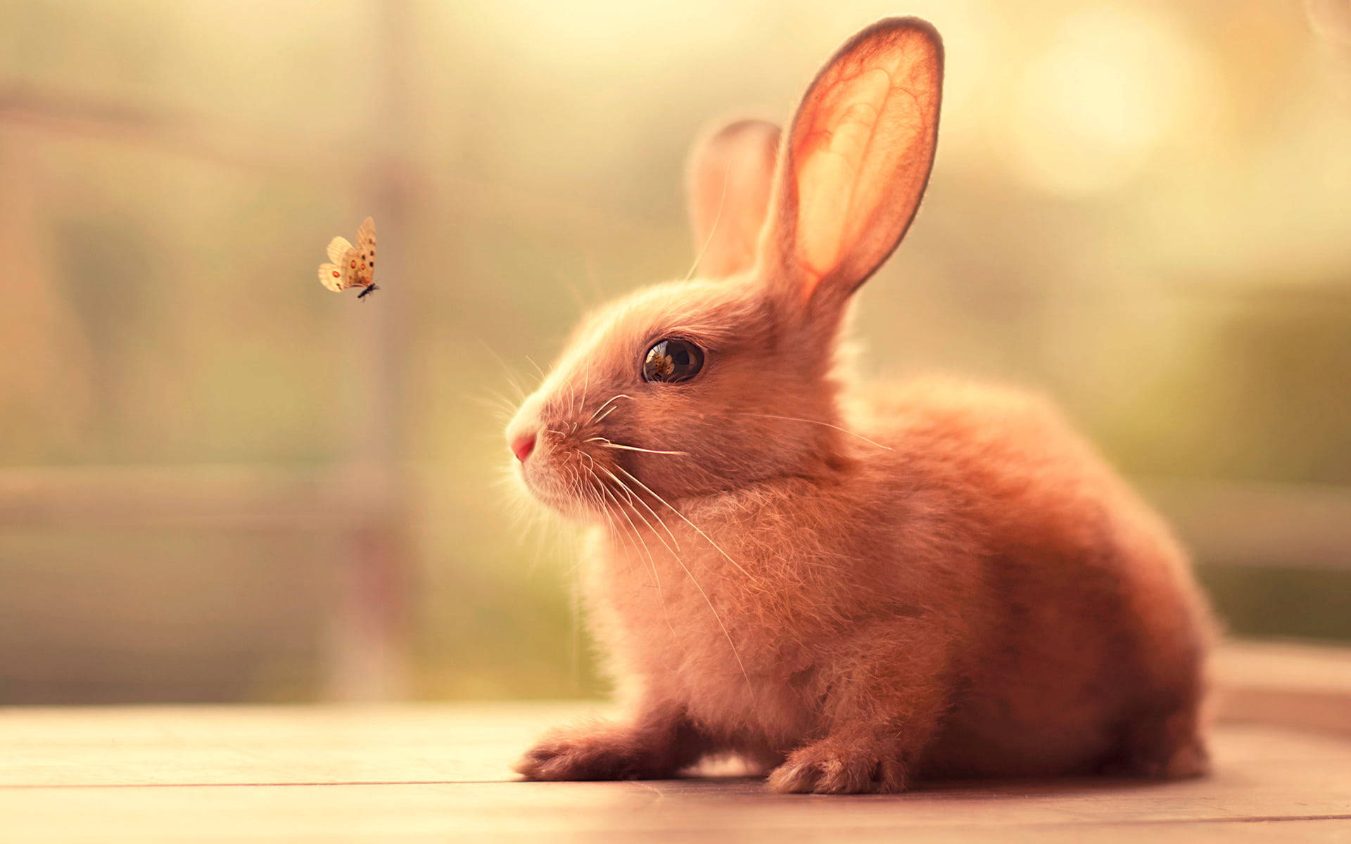 dinesh bhalerao like real sweet bunny photo doris bohn recommends real sweet bunny pic