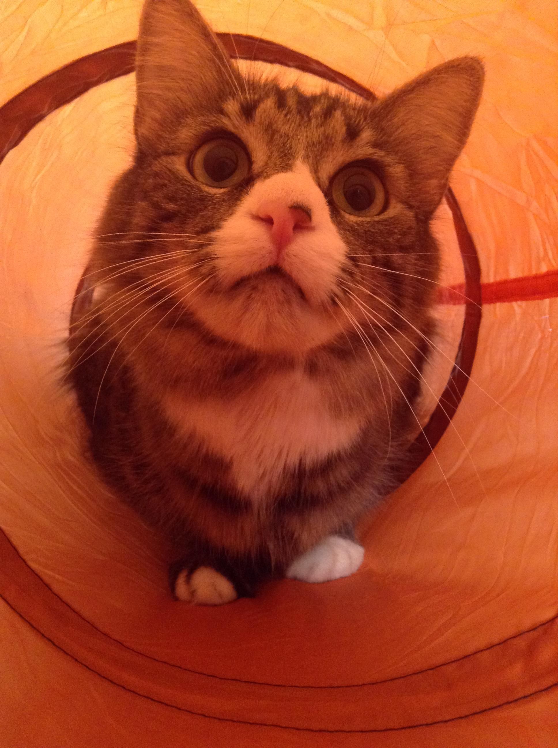 tube kitty - cfnm exposed arabi porn star