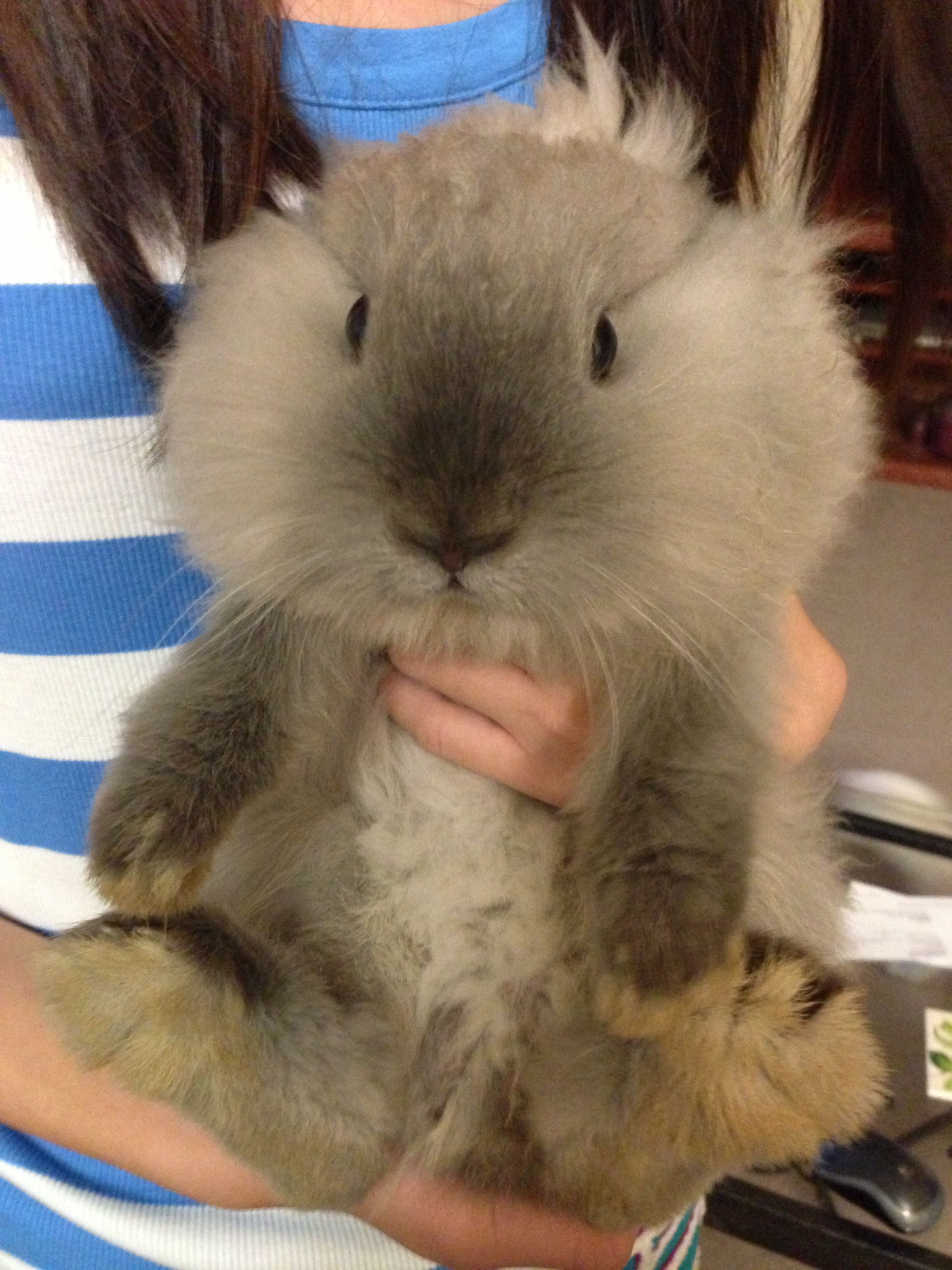 fluffy bunny porn - older men sucking tits aisan femdom