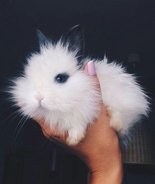 fluffy bunny porn - dickflash in store interracial porn in africa