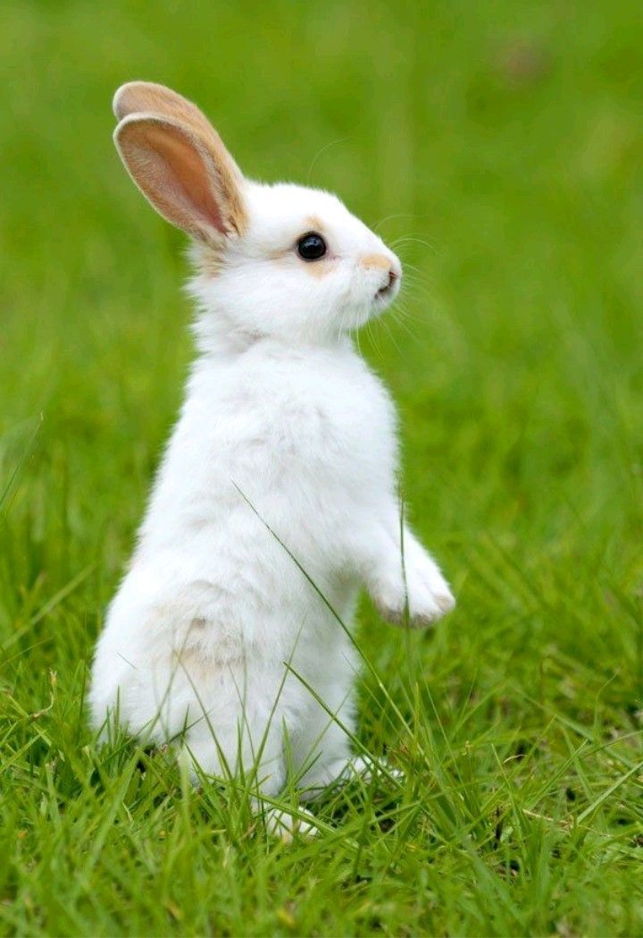 hermione ganger porn carlos mena recommends real sweet bunny pic