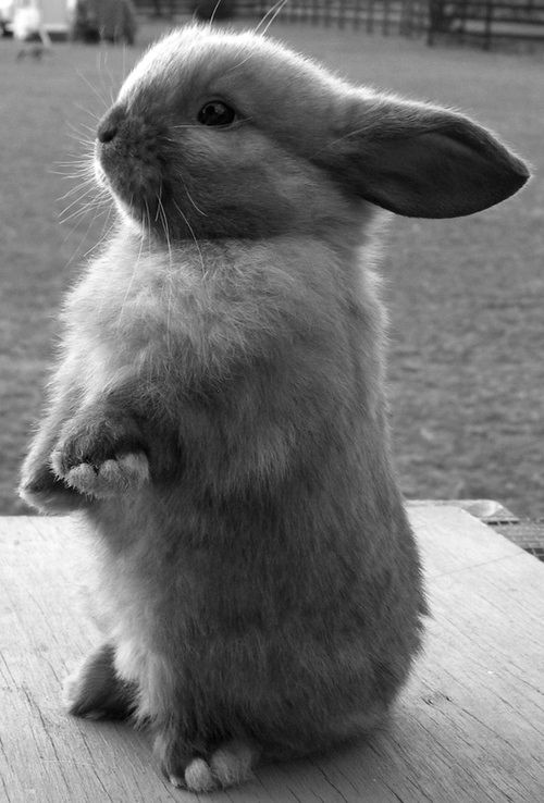 dedi saja recommends real sweet bunny abhishek potdar add real sweet bunny photo