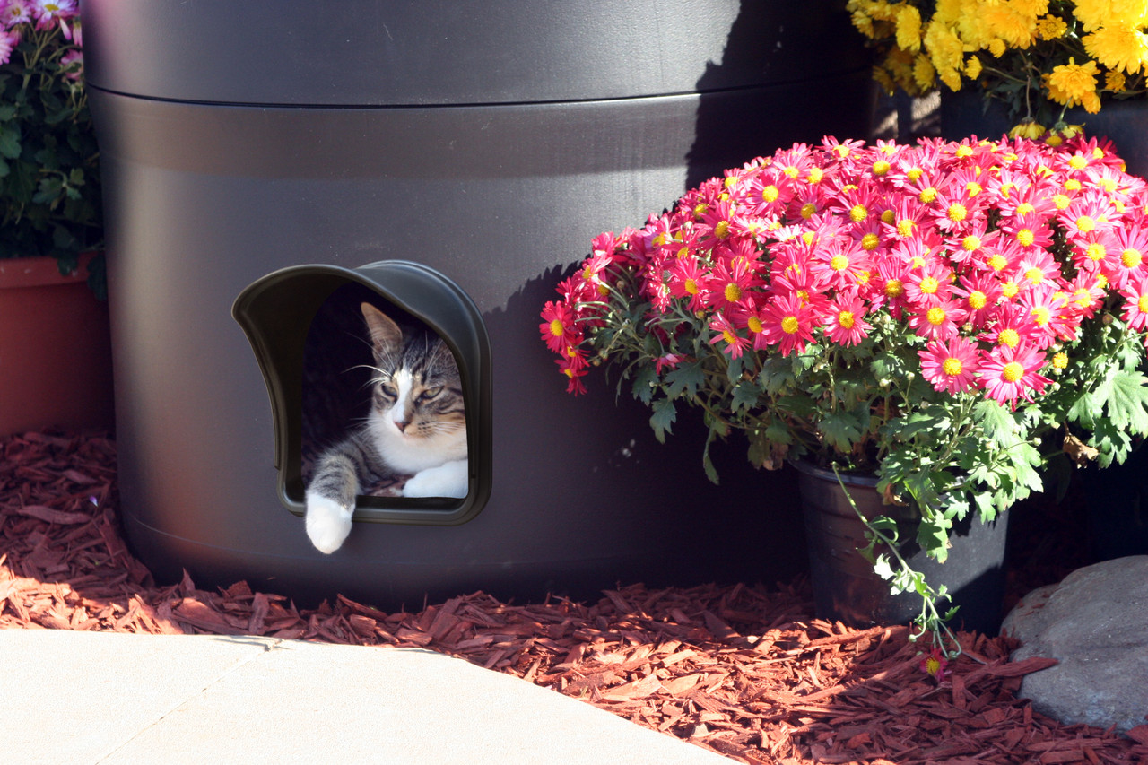 dennis piper like tube kitty photo chris wysinger recommends tube kitty pic